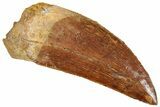 Serrated, Carcharodontosaurus Tooth - Real Dinosaur Tooth #241363-1